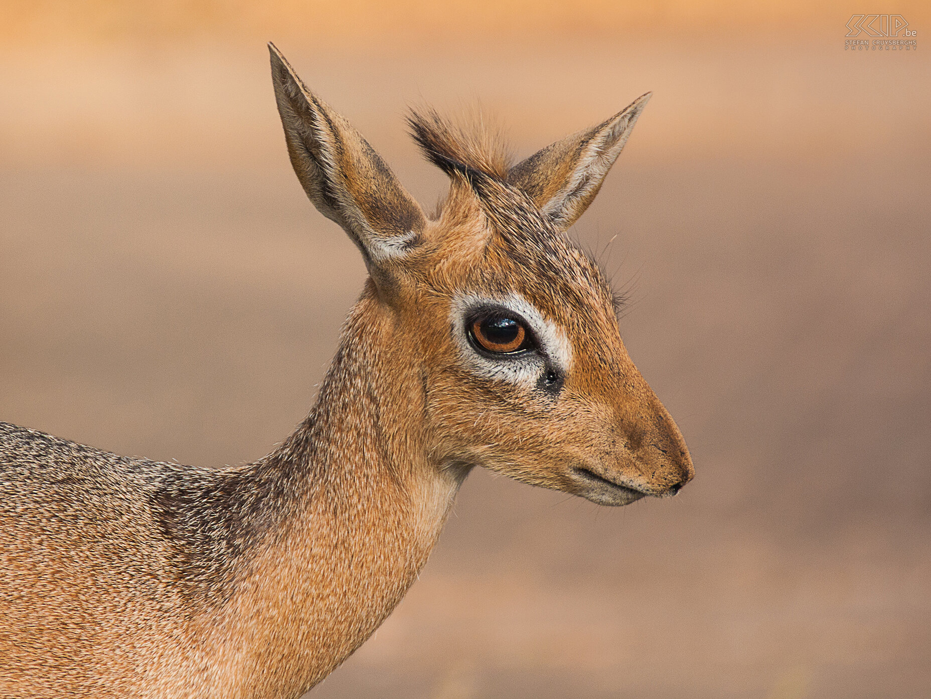 Waterberg - Damara dik-dik Het Waterberg plateau is een nationaal park met meer dan 200 vogelsoorten. Zelfs op de kampeerplaats konden we verschillende vogels en dieren spotten waaronder deze kleine antilope de Damara Dik-dik (of Kirks Dik-dik). Deze kleine antelope gebruikt de  grote klier onder z’n ogen om een geur op bomen en struiken achter te laten om zijn territorium af te bakenen. Stefan Cruysberghs